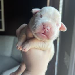 Boy 2 - White male Boxer puppy in Henderson, Tennessee from Vom Broadvalley