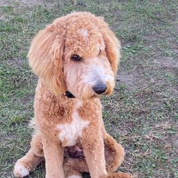 Goldendoodles from Terra Sconiers's Goldendoodles