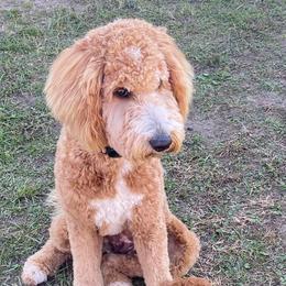 Goldendoodles from Terra Sconiers's Goldendoodles