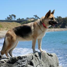 Rowan - German Shepherd