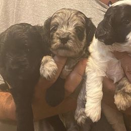 Goldendoodles from Mayra's Mini Doodles