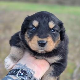 Seal - Black tri-color female Australian Shepherd puppy in London, Kentucky from Kenmont Kennels