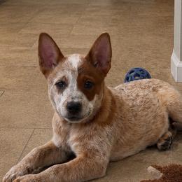 Colt - Red speckled male Australian Cattle Dog puppy in Scurry, Texas from RedHorizon AKC Australian Cattle Dogs (Heelers)