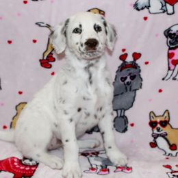 Rory - White and liver brown Dalmatian puppy in Lavon, Texas from Fox and Spots