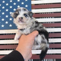 Female - Blue merle female Pomeranian puppy in Indiana from Unique Uprisings