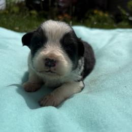 Australian Shepherd puppies from Bearfoot Aussies and Tollers