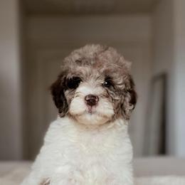 Sequoia, Girl - Chocolate merle female Bernedoodle puppy in Maricopa, Arizona from Desert Ridge Doodles