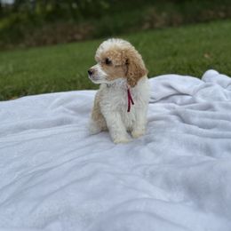 Bari - Parti female Poodle puppy in Allentown, Pennsylvania from Poodles Are Mixy