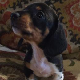Mo - Piebald male Dachshund puppy in Carrollton, Virginia from Elena's Miniature Dachshunds