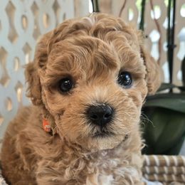 Ohio - Red tri-color male Assorted Doodle Crosses puppy in Upland, California from IDREAMOFPUPPIES