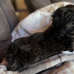 Shih Tzu Puppies from Lavender Lane Tzus