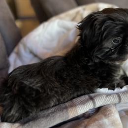 Shih Tzu Puppies from Lavender Lane Tzus