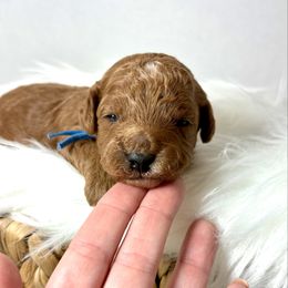 Dasher - Red and white male Cockapoo puppy in Denver, Pennsylvania from Greenview Puppies