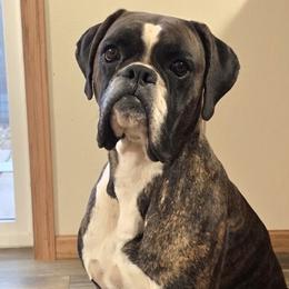 Boxers from Karen Marr