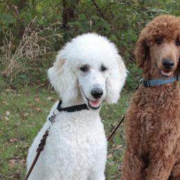 Cockapoos and Poodles from Auburn Standard Cockapoos