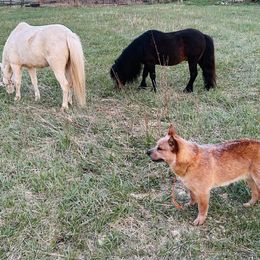 Australian Cattle Dog and French Bulldog Puppies from Sugarloaf French bulldogs and Australian cattle dogs