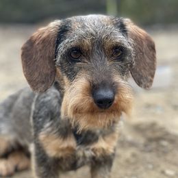 Cere - Dachshund