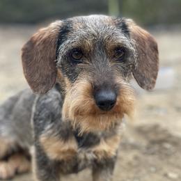 Cere - Dachshund