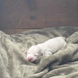 Marshall - Cream male Dachshund puppy in Woodbine, Georgia from Coastal Bluff Pups
