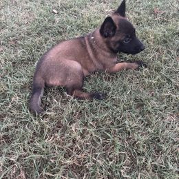 Male Malinois - a complete love bug - great for all lifestyles - Fawn male Belgian Malinois puppy in Dallas, Texas from OreVis Malinois