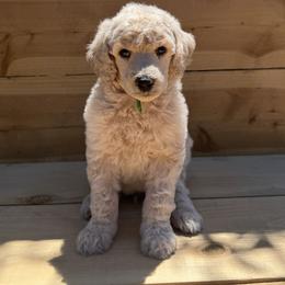 Puffball - Cream male Poodle puppy in Arroyo Grande, California from Ever So Clever Poodles