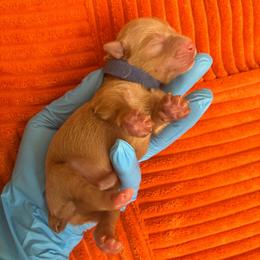 Otto (Blue collar) - Wheaten male Miniature Schnauzer puppy in Hemet, California from Journee Home Mini Schnauzers