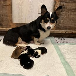Kiki - Pembroke Welsh Corgi