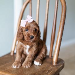 Cami - Red and white female Cockapoo puppy in Altamonte Springs, Florida from The Perks of Pups