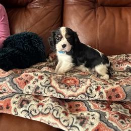 Mr. Blue - Tri-color male Cavalier King Charles Spaniel puppy in Rocky Ford, Colorado from Scofield Cavaliers