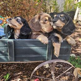 Dachshund Puppies from Pine & Paws Dachshunds
