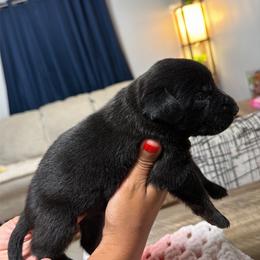 Boy 3 - Black and white male Xoloitzcuintli puppy in Lakeview, California from Xchaman Xoloitzcuintli