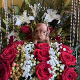 Red - Dapple male Dachshund puppy in Wills Point, Texas from Duck Creek Farm