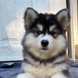 Roscoe - Seal and white female Alaskan Malamute puppy in Michigan from Warrior’s Legacy Alaskan Malamutes