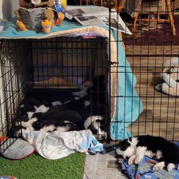 Bearded Collie Puppies from Lone Star Bearded Collies