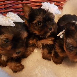 Yorkshire Terrier Puppies from Deb's Yorkies