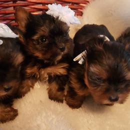 Yorkshire Terrier Puppies from Deb's Yorkies