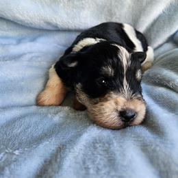 Raymond - Parti male Miniature Schnauzer puppy in Crosby, Texas from Raisin' the Woof Schnauzers