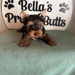 Dolph - Black and tan male Yorkshire Terrier puppy in Clermont, Florida from Bella's Prissy Butts
