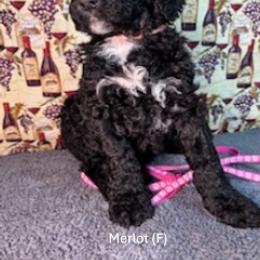Merlot - Black female Goldendoodle puppy in Water Valley, Mississippi from Olympian Doodles