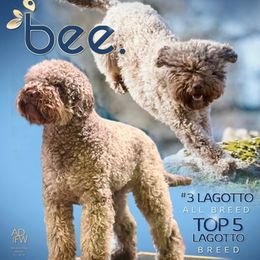 Lagotti Romagnoli from LemonGrove Lagotto