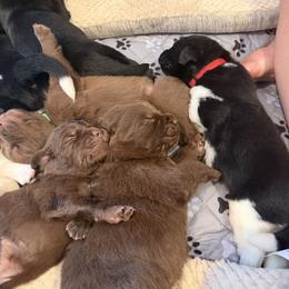 Litter - White and black female Newfoundland puppy in Brandenburg, Kentucky from Amanda's Newfoundlands