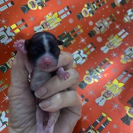 Chloe - Black and white female Shih Tzu puppy in Melbourne, Florida from Sassy Shih Tzu Puppies