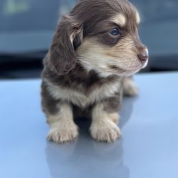 Dachshund Puppies from STORIED DOXIES