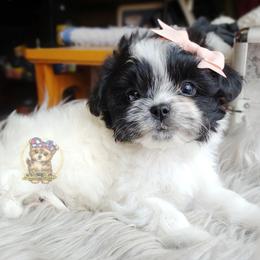 Companion Cross, Havanese, Mal-Shi, Maltese, Maltipoo, Morkie, and Shih Tzu Puppies from Seeking Shalom Acres Maltese, Maltipoos & Havamalts