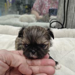 Lego - Tan Point - Red sable male Pekingese puppy in Andrews, South Carolina from Purple Diamonds Kennel
