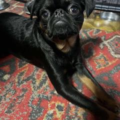 Brussels Griffon and Pug All Grown Up from South Ridge Brussels Griffons