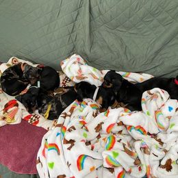 Dachshund Puppies from Winnie’s Doxys