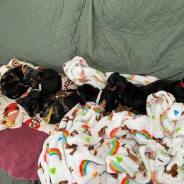 Dachshund Puppies from Winnie’s Doxys