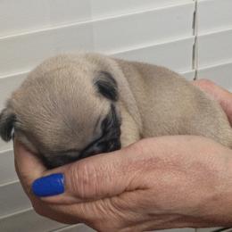 Pug Puppies from adorable pug puppies