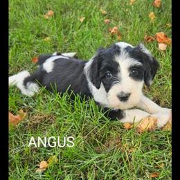 Angus - Black and white female Sheepadoodle puppy in Farley, Iowa from Iowa's Doodle Co.